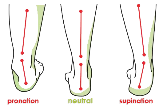 Faves/Buddy Insert Replacement - Orthotic insole