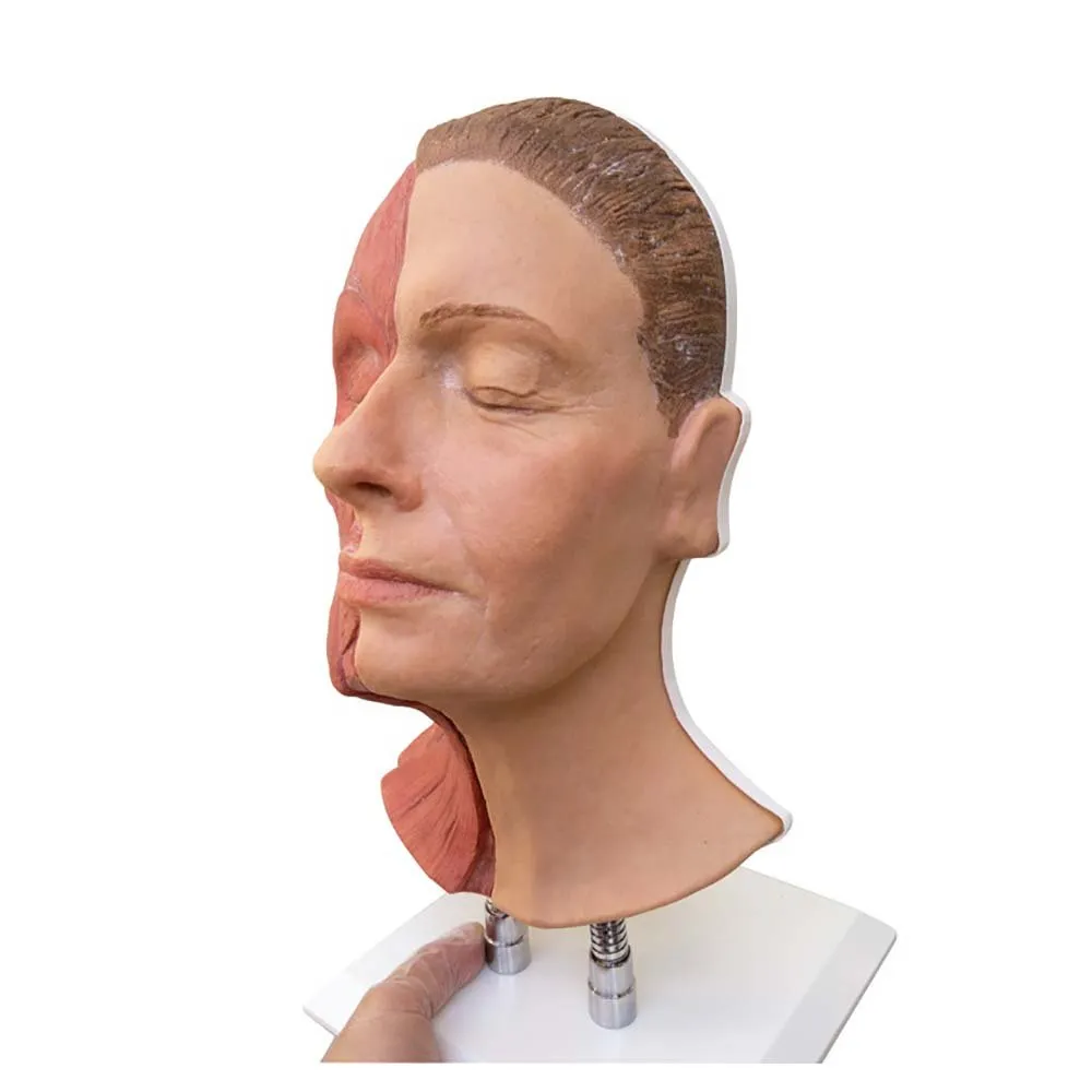 Head For Facial Injections, Half Sided Muscles